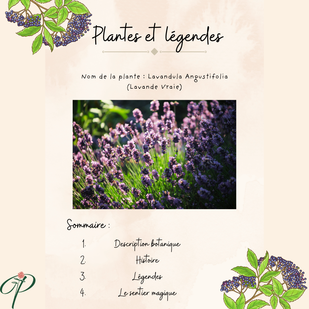 Plantes & légendes: La Lavande