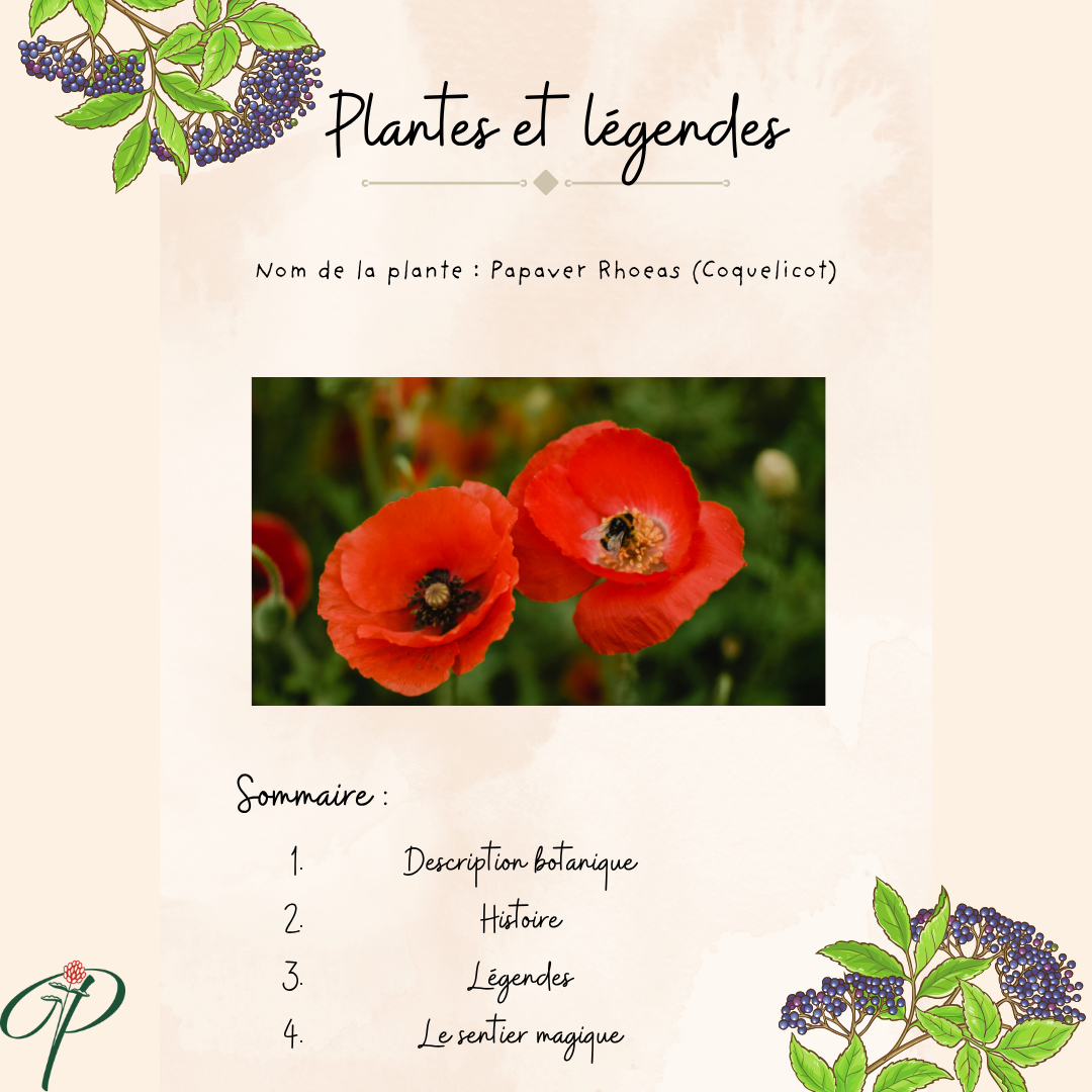 Plantes & légendes : Le Coquelicot