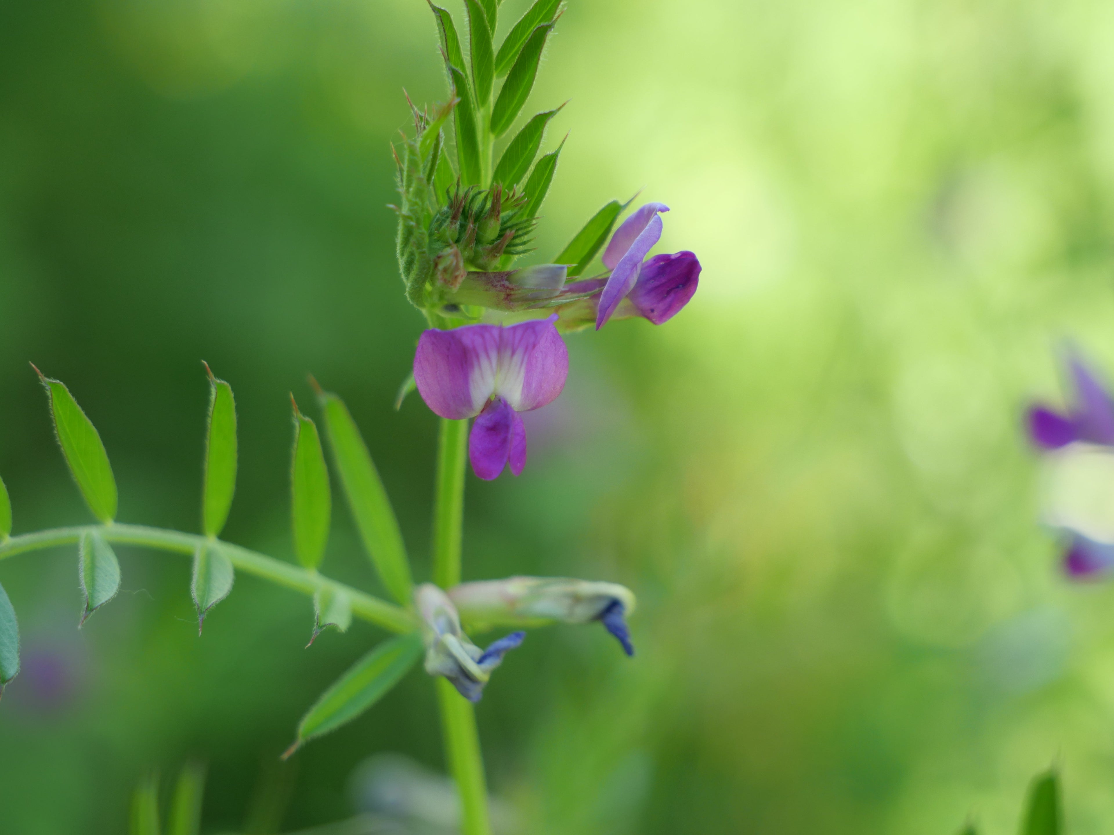La phytothérapie quésaco ?